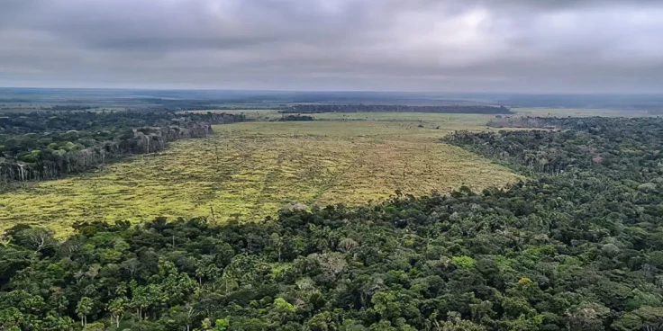 Desmatamento na Amazônia cai 61,4% em maio de 2026