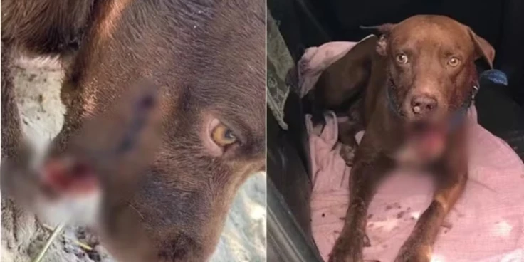 Cachorro é submetido à eutanásia após ser baleado no MA; tutor acusa ex-PM de atirar no animal